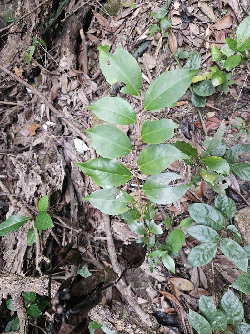 Scolopia saeva photo 7