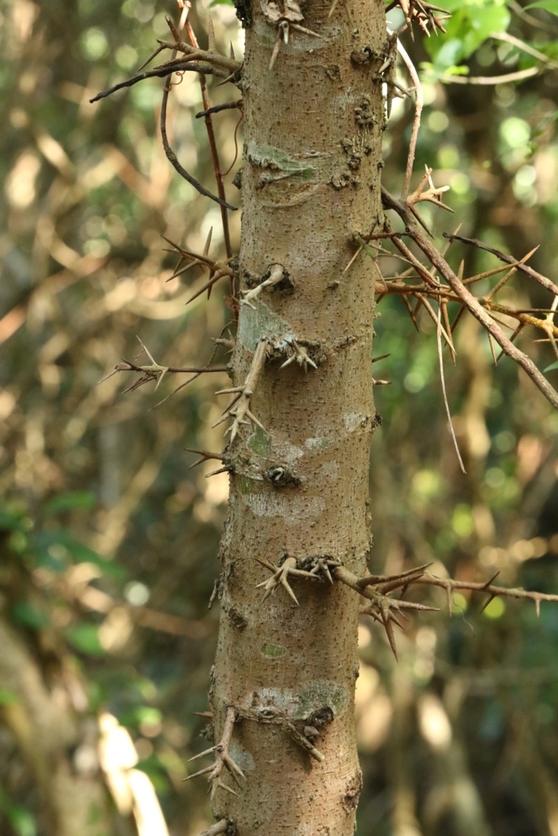 Scolopia saeva photo 8