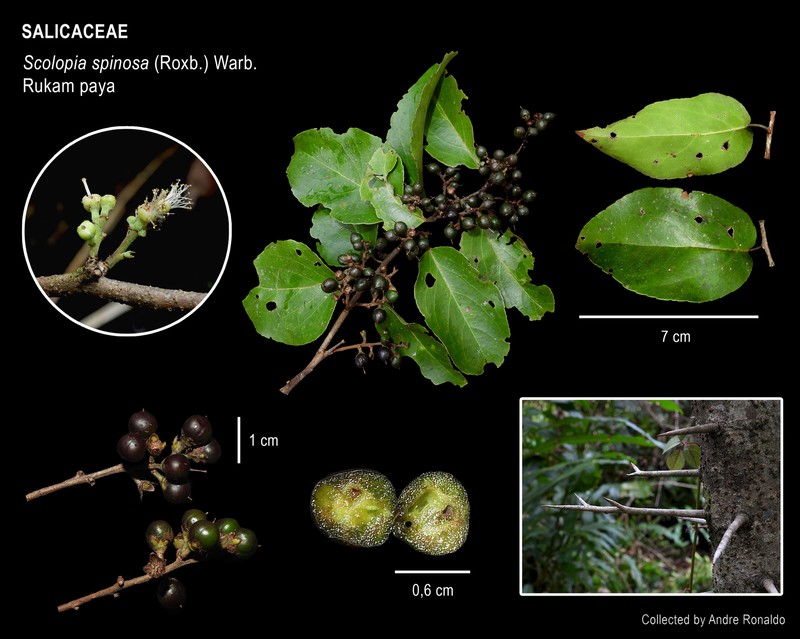 Scolopia spinosa photo 2