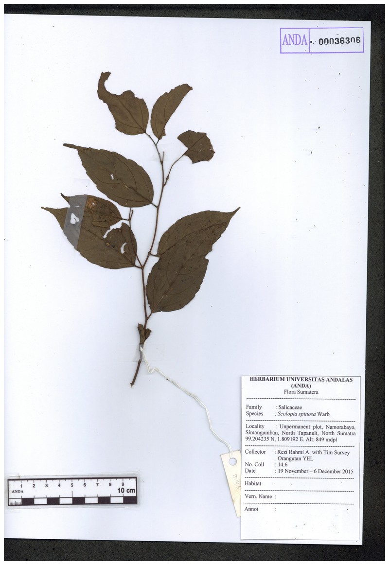Scolopia spinosa photo 3