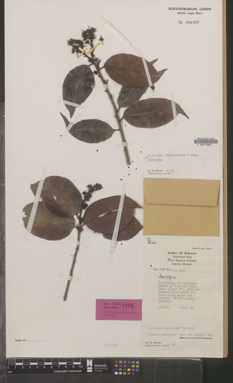 Scolopia steenisiana