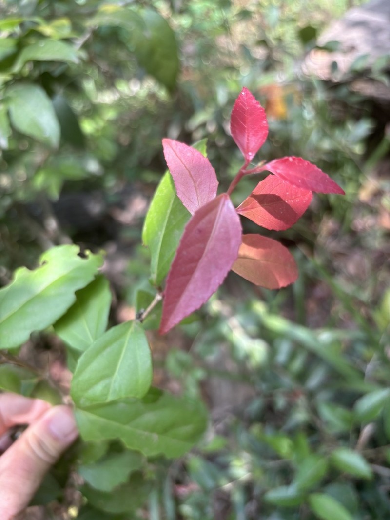Scolopia stolzii