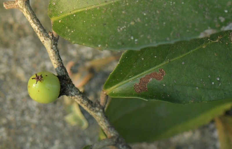 Scolopia stolzii photo 2