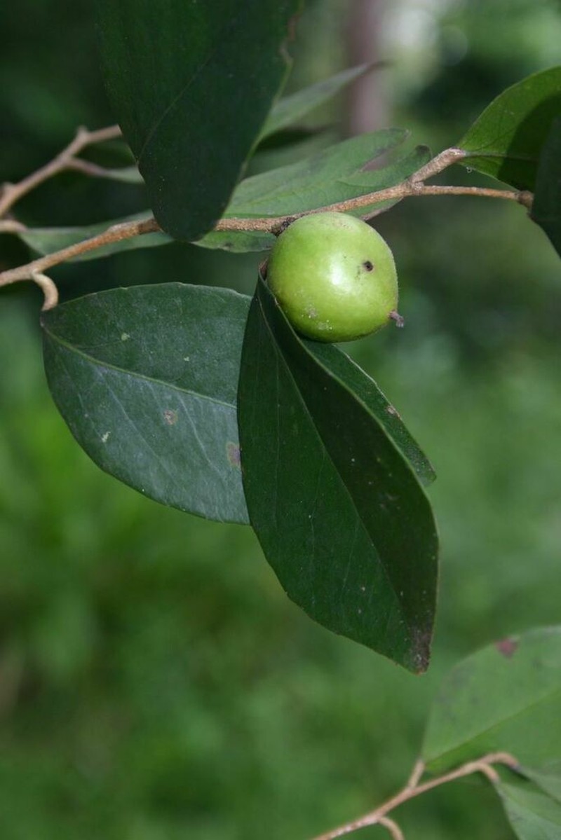 Scolopia stolzii photo 3
