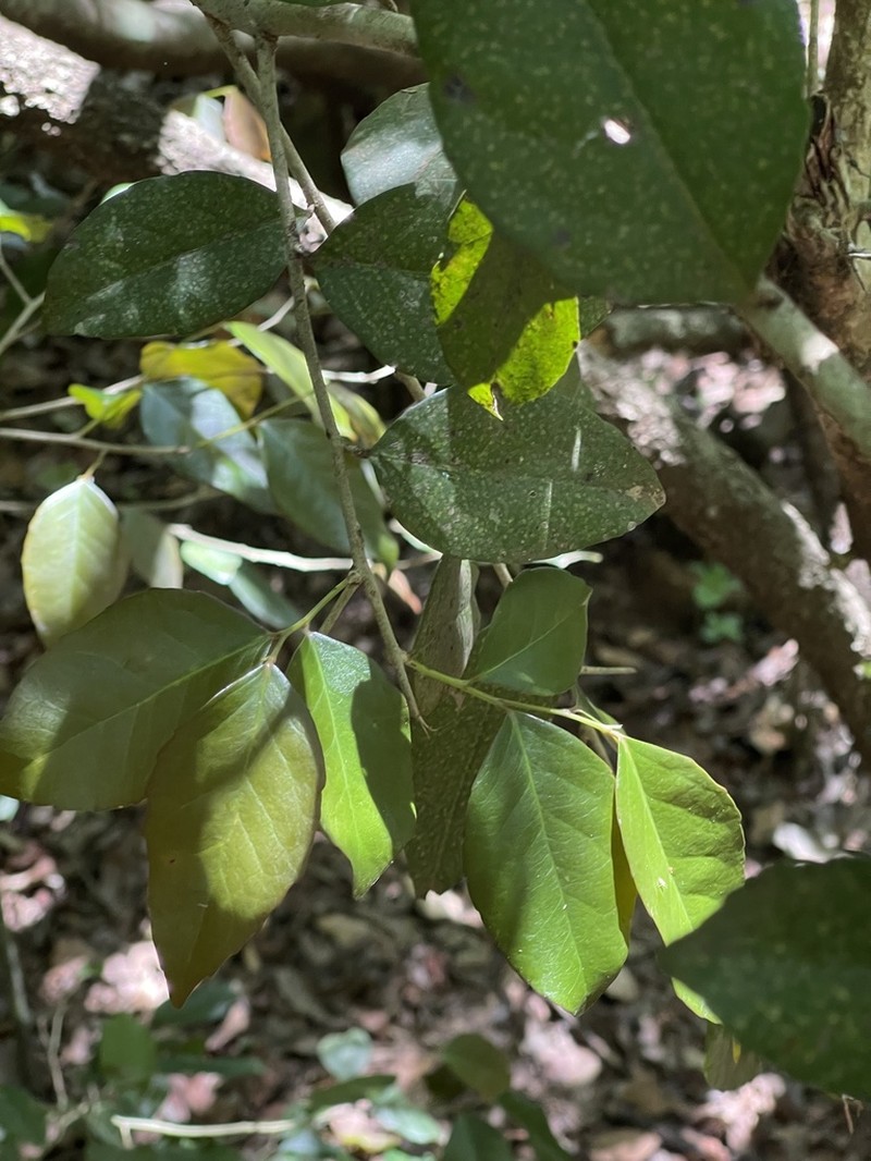 Scolopia stolzii photo 4