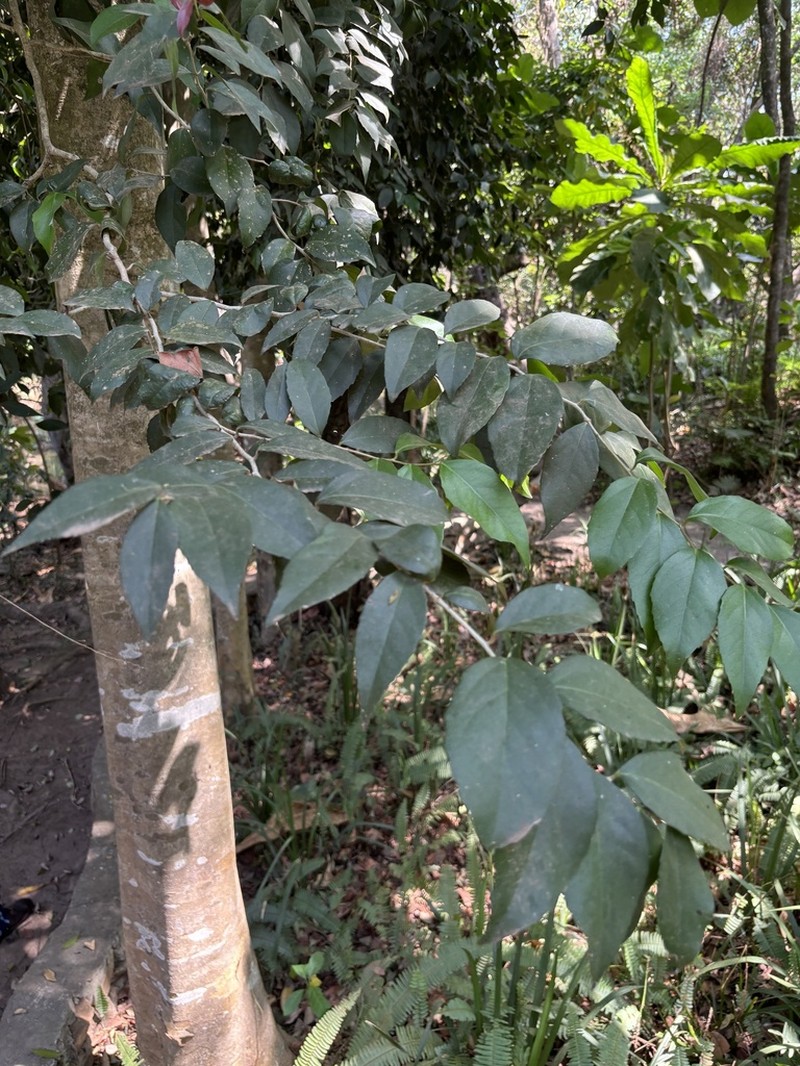 Scolopia stolzii photo 5