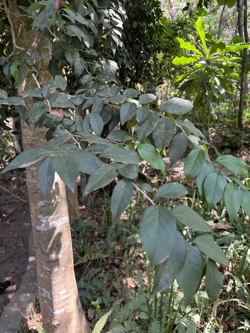 Scolopia stolzii photo 7