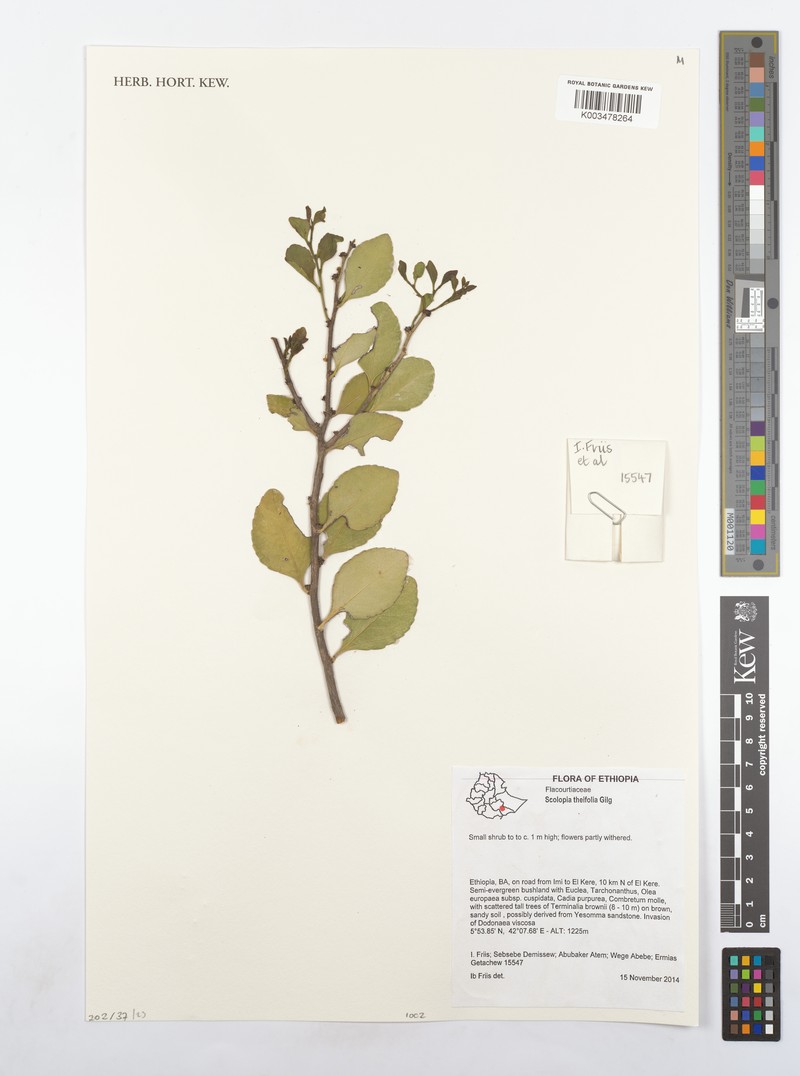 Scolopia theifolia