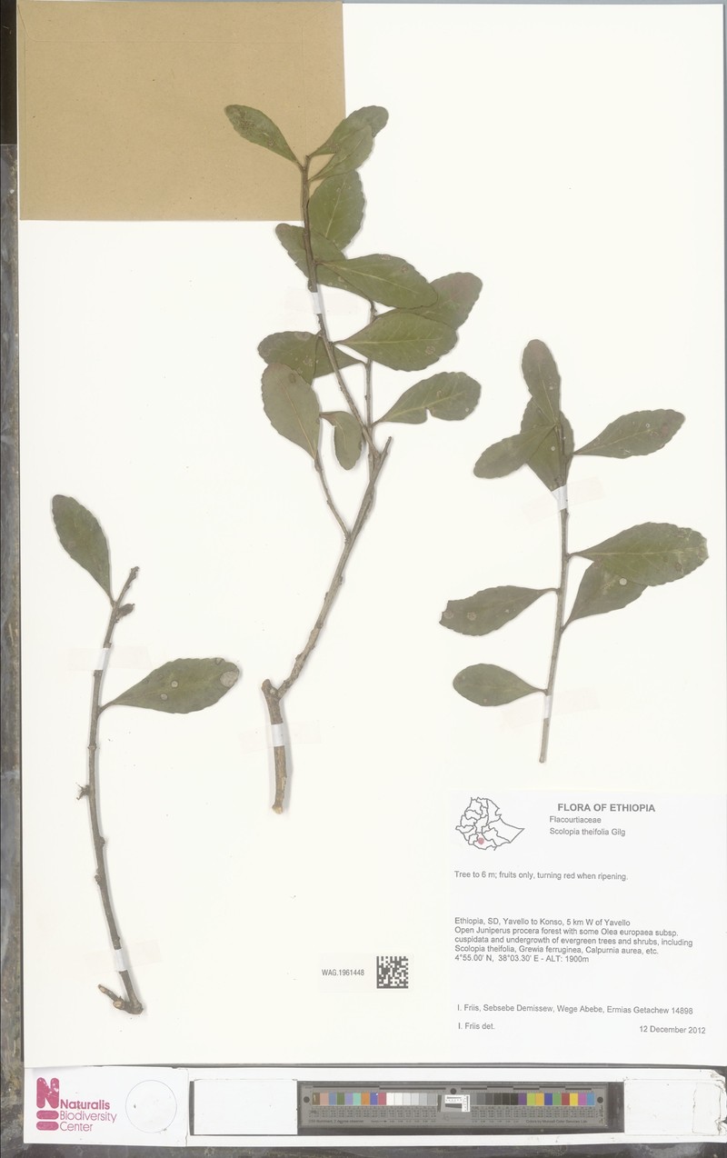Scolopia theifolia photo 2