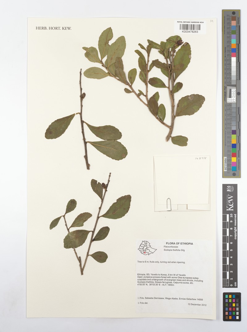 Scolopia theifolia photo 3