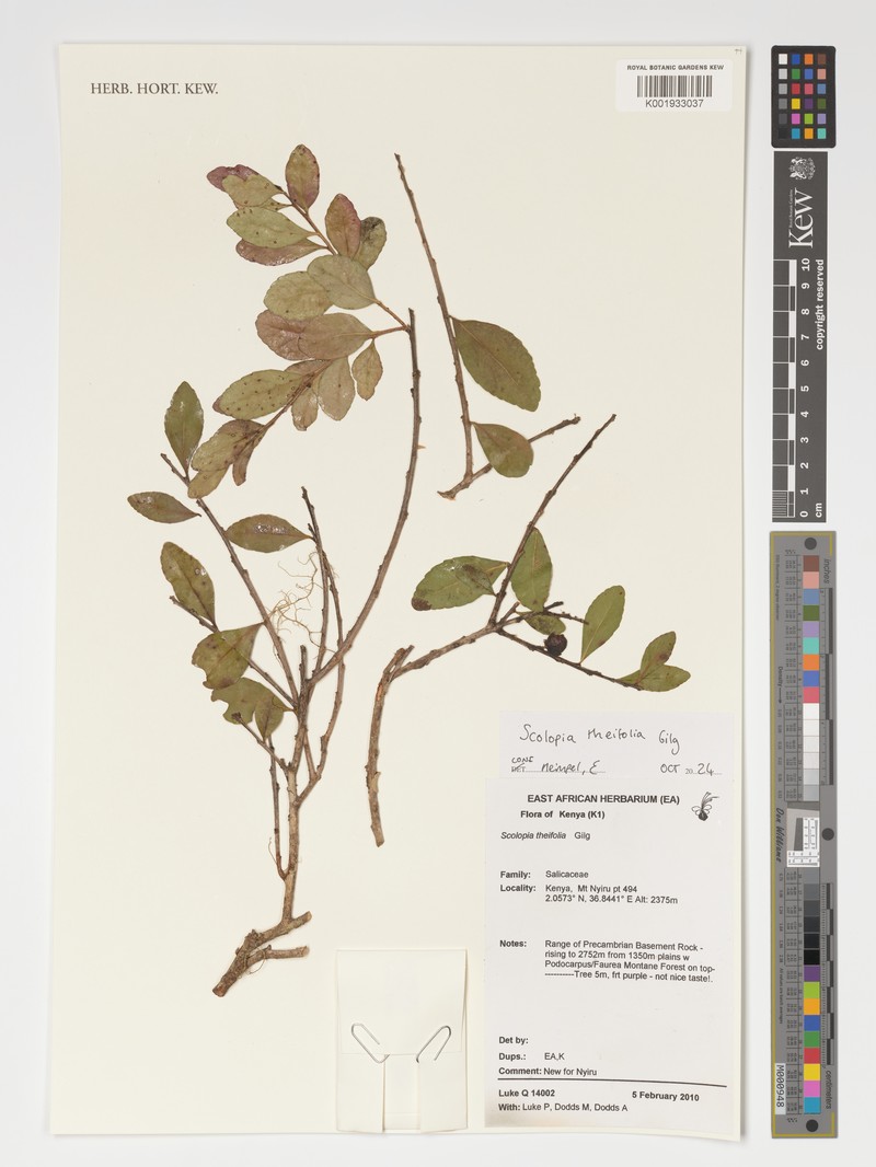 Scolopia theifolia photo 4