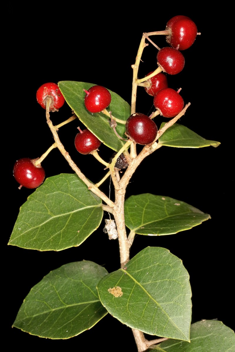 Scolopia zeyheri