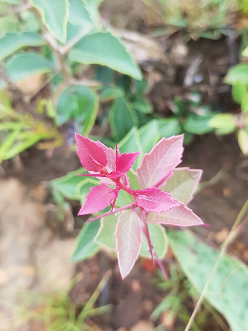 Scolopia zeyheri photo 2
