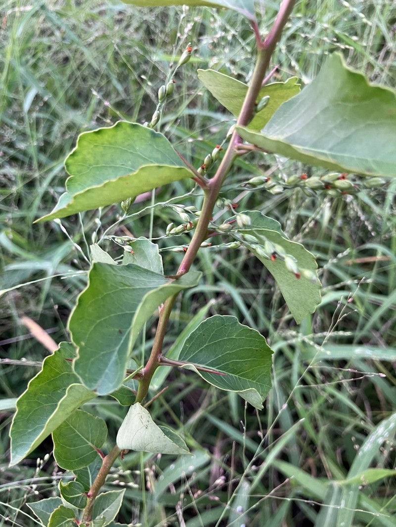 Scolopia zeyheri photo 3