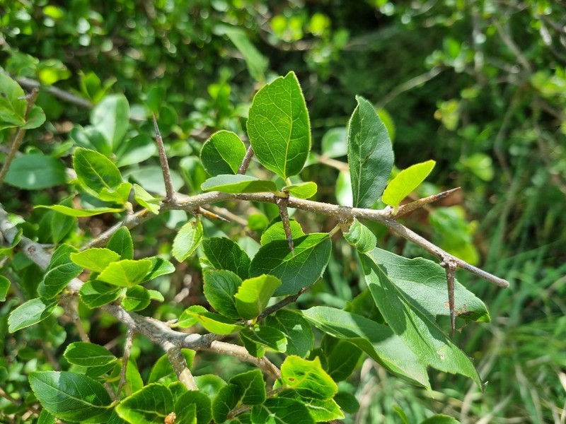 Scolopia zeyheri photo 4