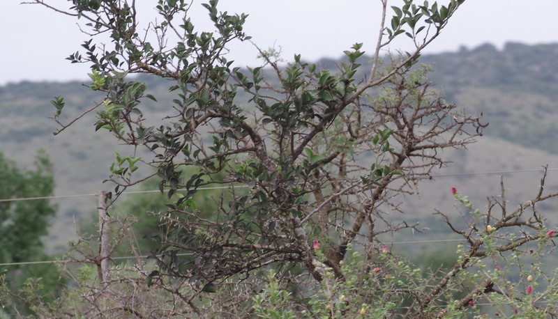 Scolopia zeyheri photo 5
