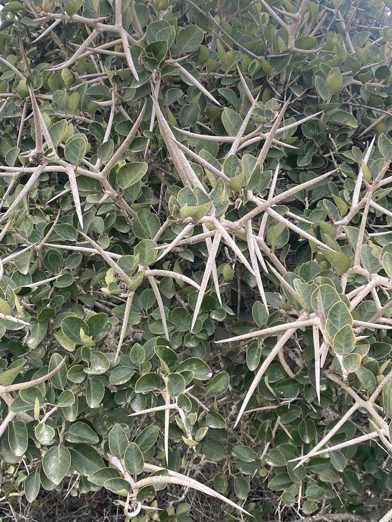 Scolopia zeyheri photo 7