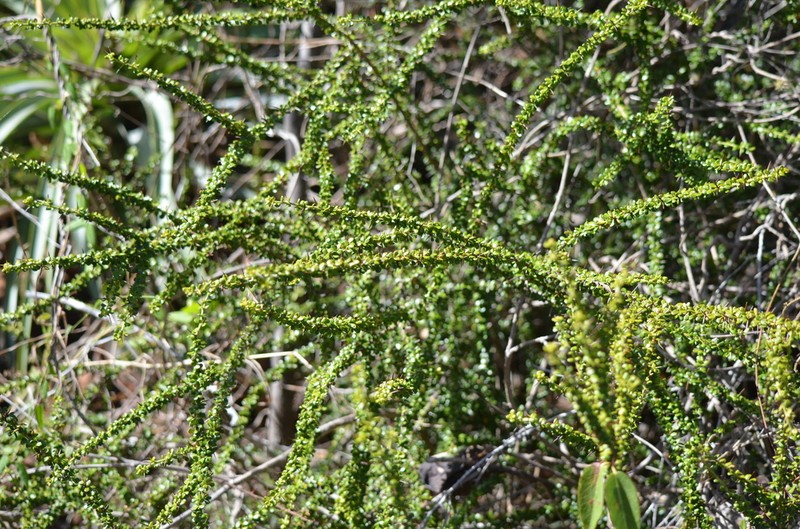 Puerto Rico Devilbrush