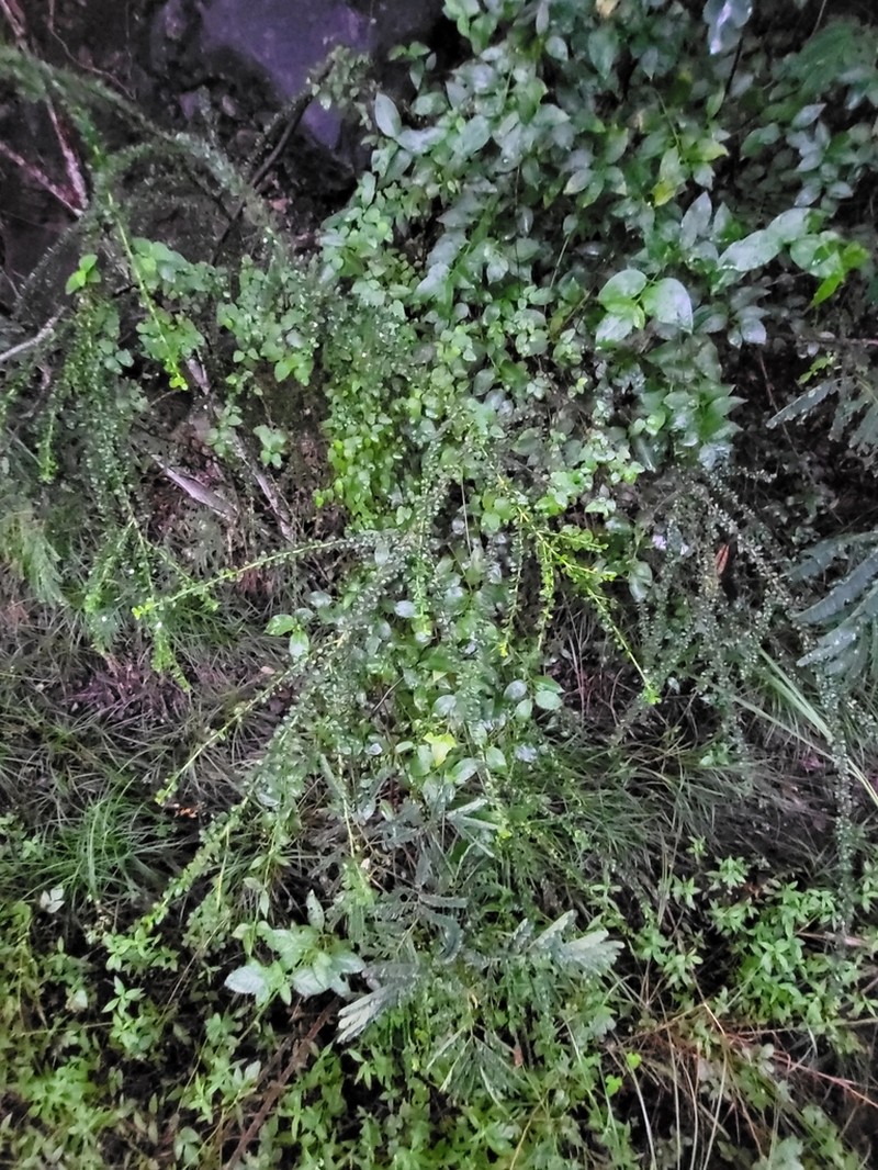 Puerto Rico Devilbrush photo 2