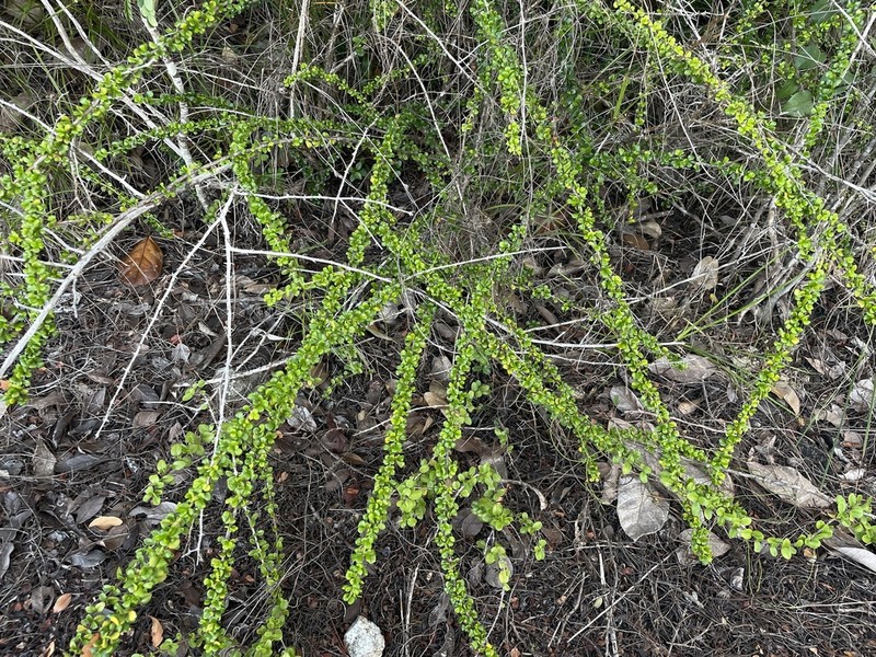 Puerto Rico Devilbrush photo 5