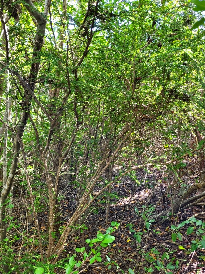Puerto Rico Devilbrush photo 6