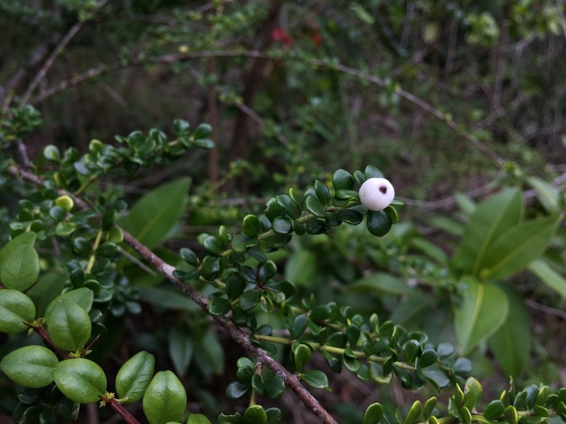 Puerto Rico Devilbrush photo 8