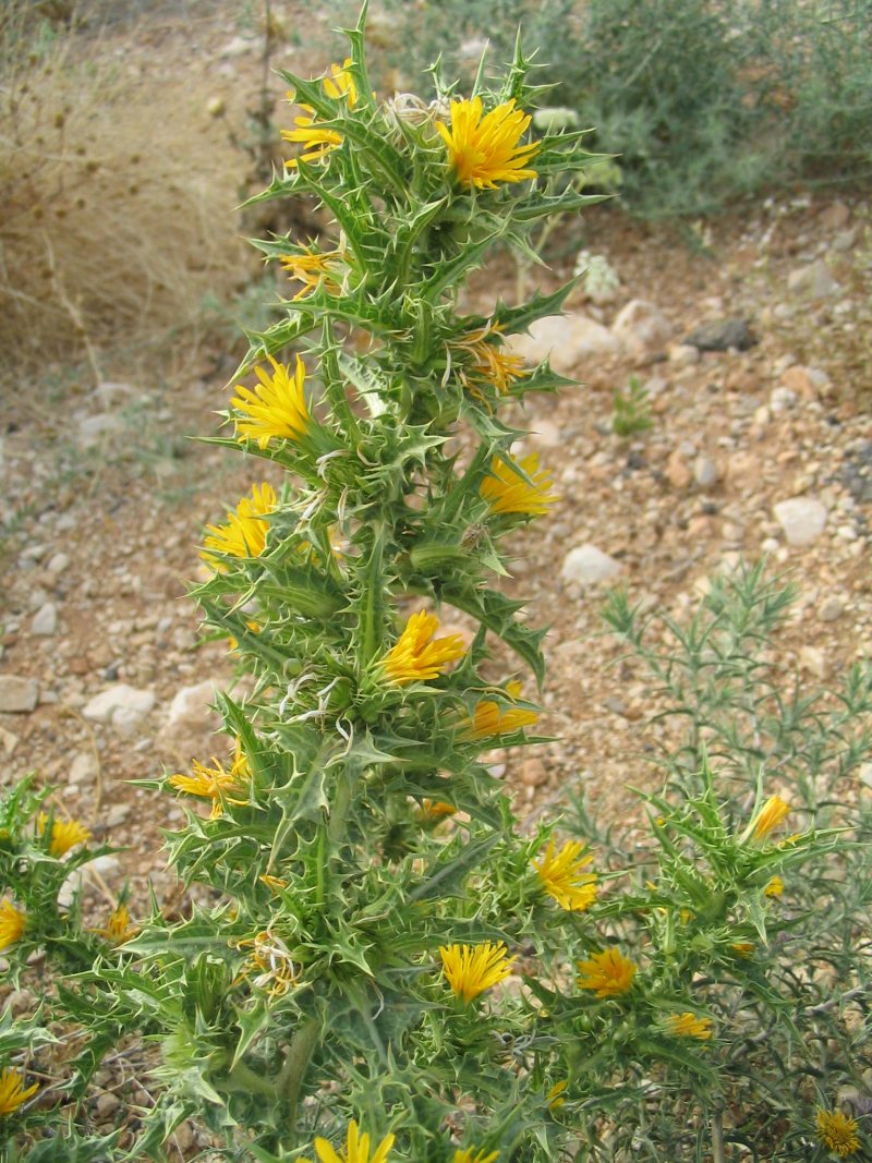 Common Goldenthistle
