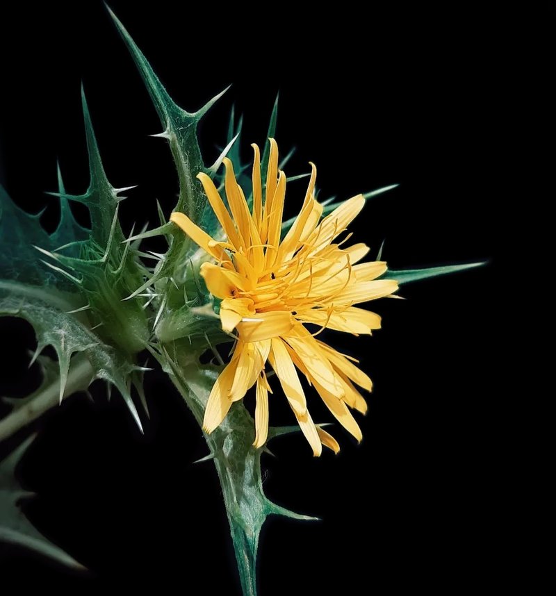 Common Goldenthistle photo 5