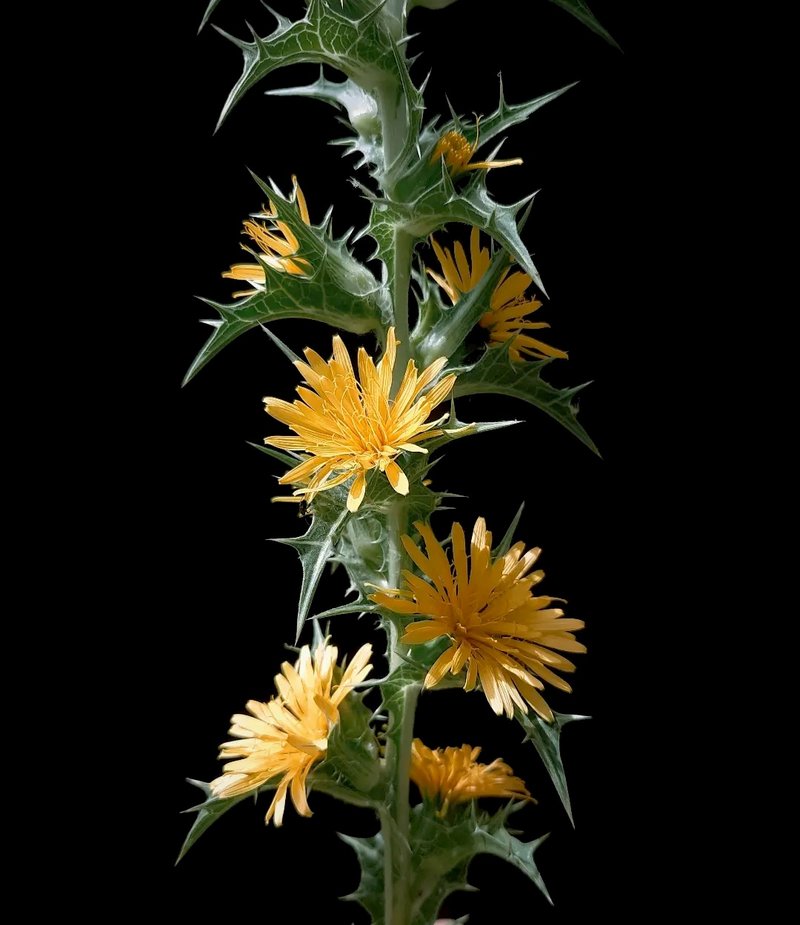 Common Goldenthistle photo 6