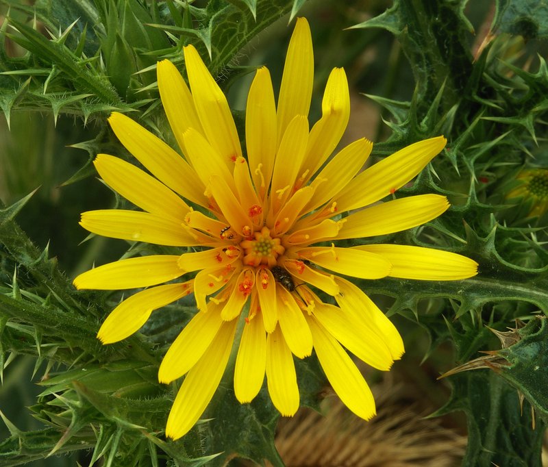 Common Goldenthistle photo 7
