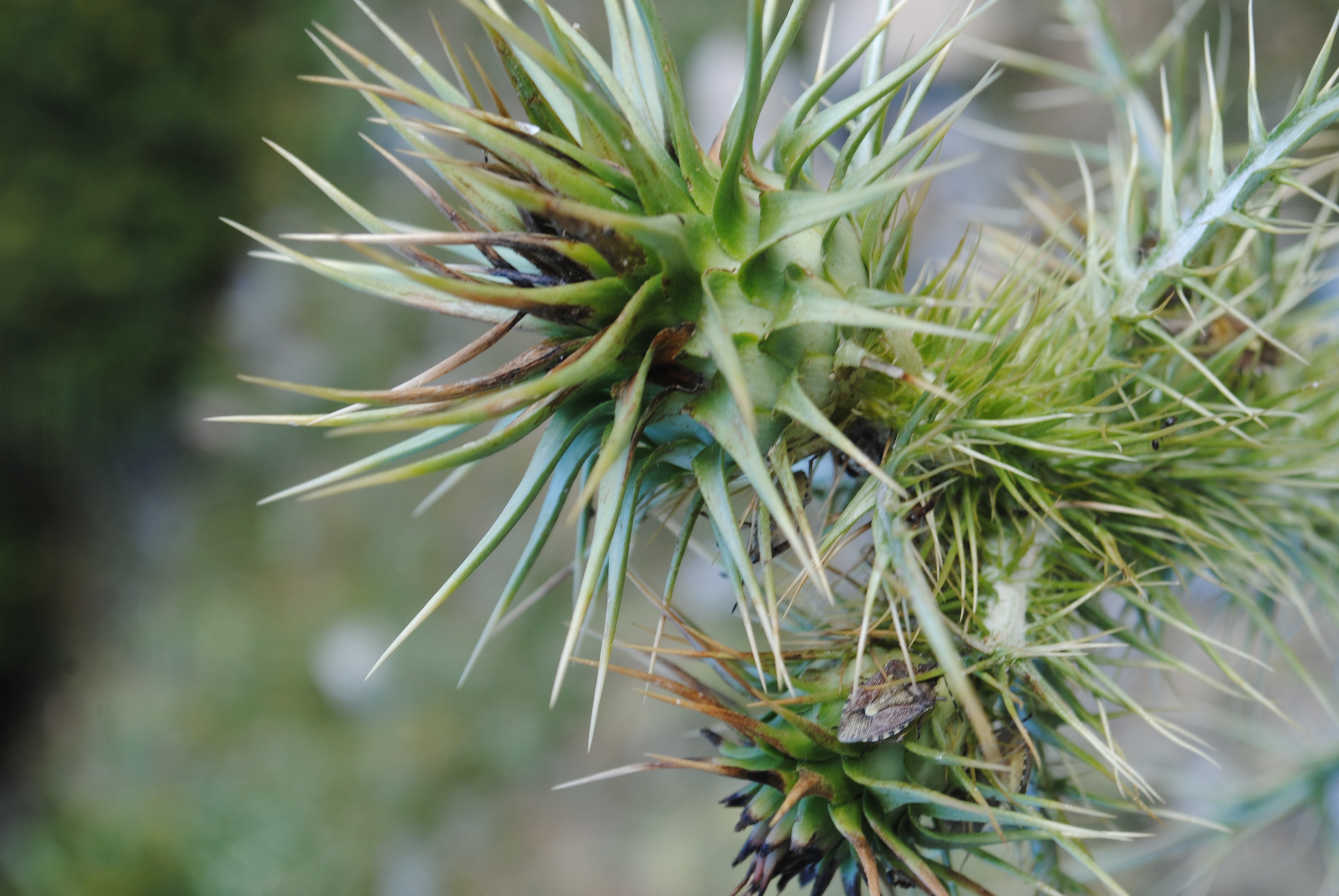 Common Goldenthistle photo 8