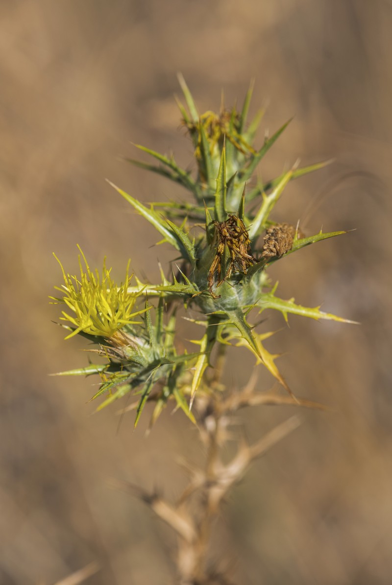 Common Goldenthistle photo 2