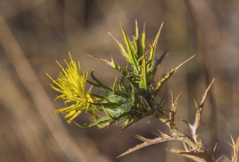 Common Goldenthistle photo 3