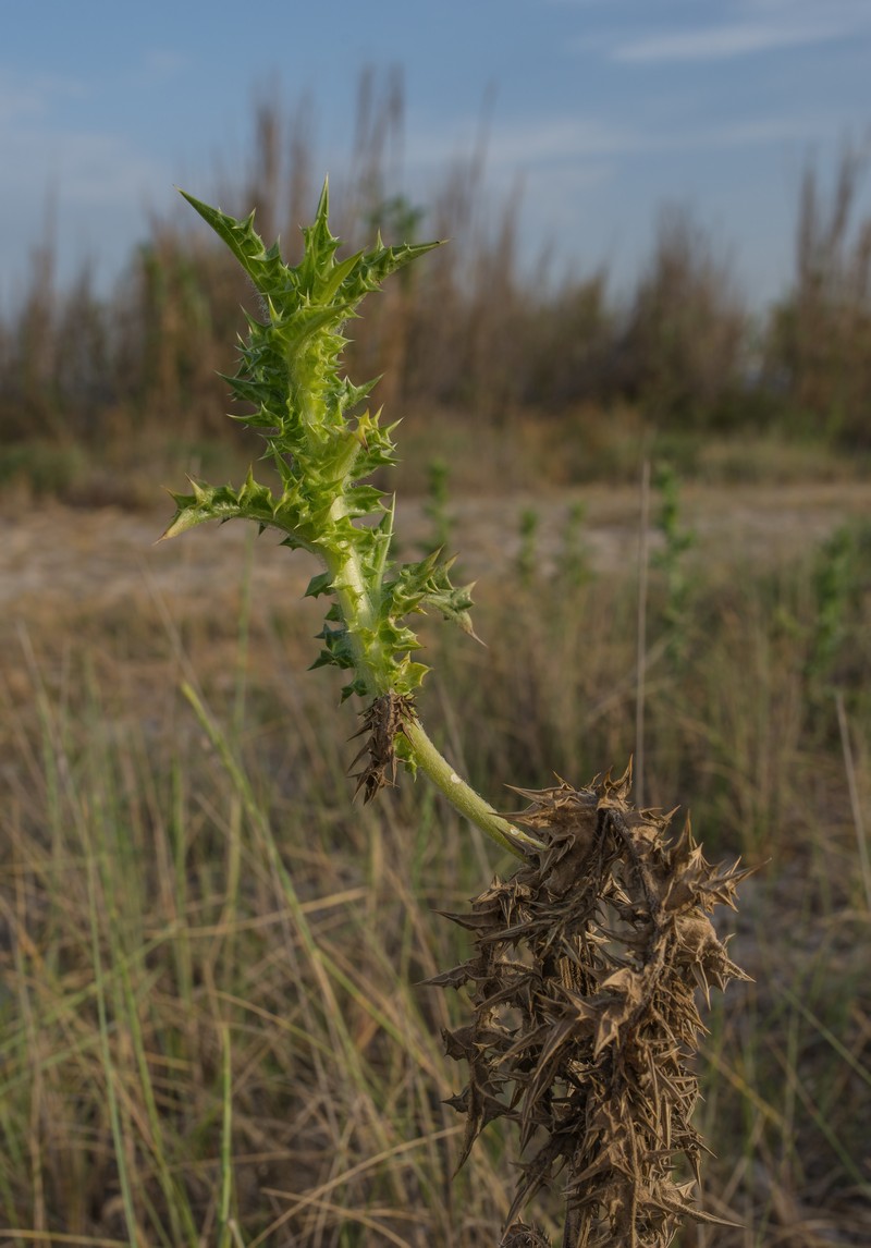 Common Goldenthistle photo 4