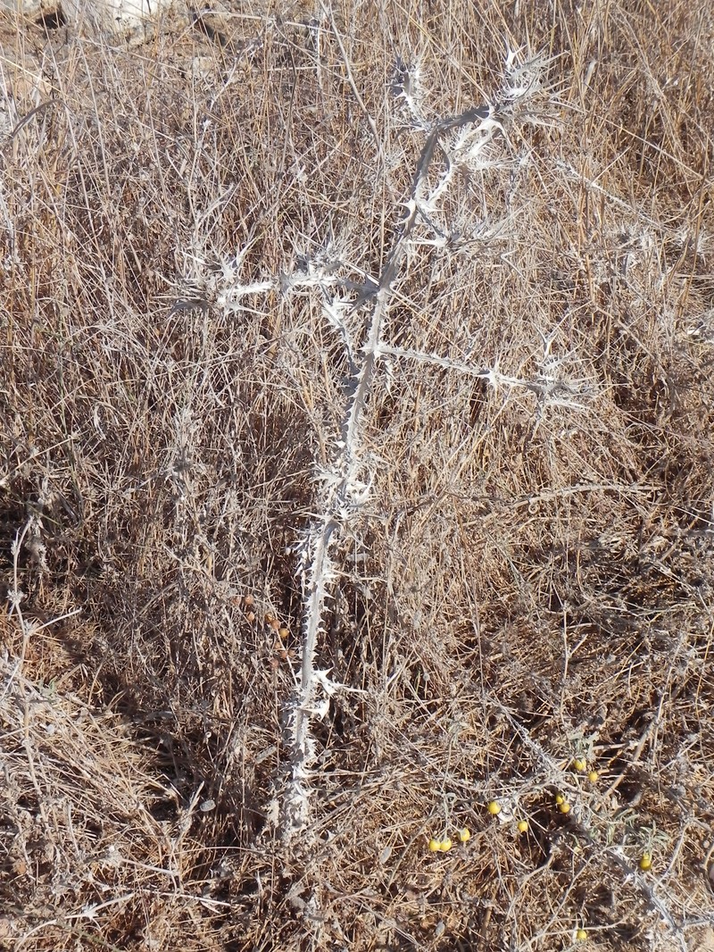 Spotted Goldenthistle photo 4