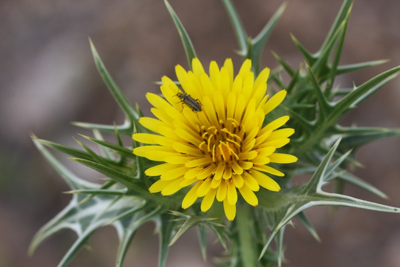 Spotted Goldenthistle photo 5