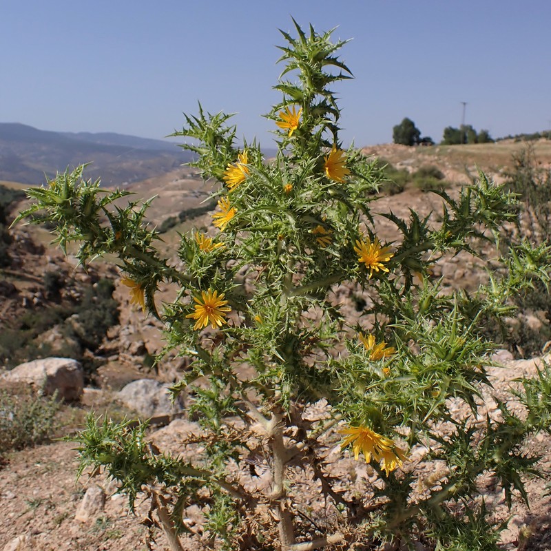 Spotted Goldenthistle photo 2