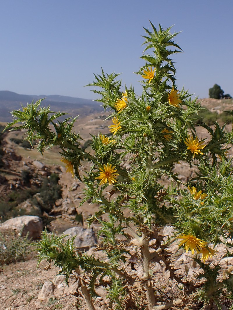 Spotted Goldenthistle photo 3