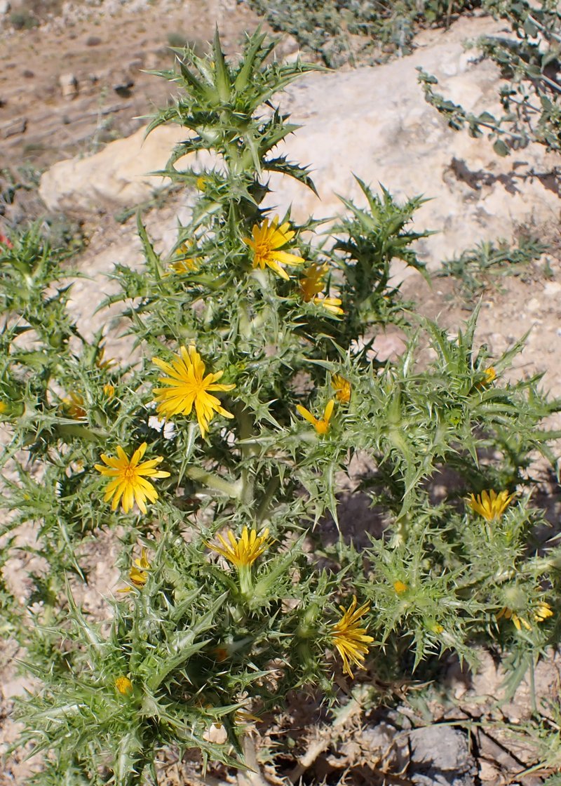 Spotted Goldenthistle photo 6