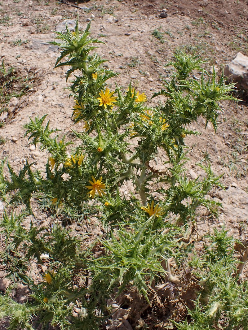 Spotted Goldenthistle photo 7