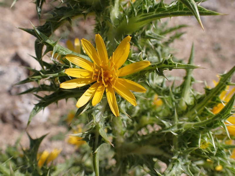 Spotted Goldenthistle photo 8