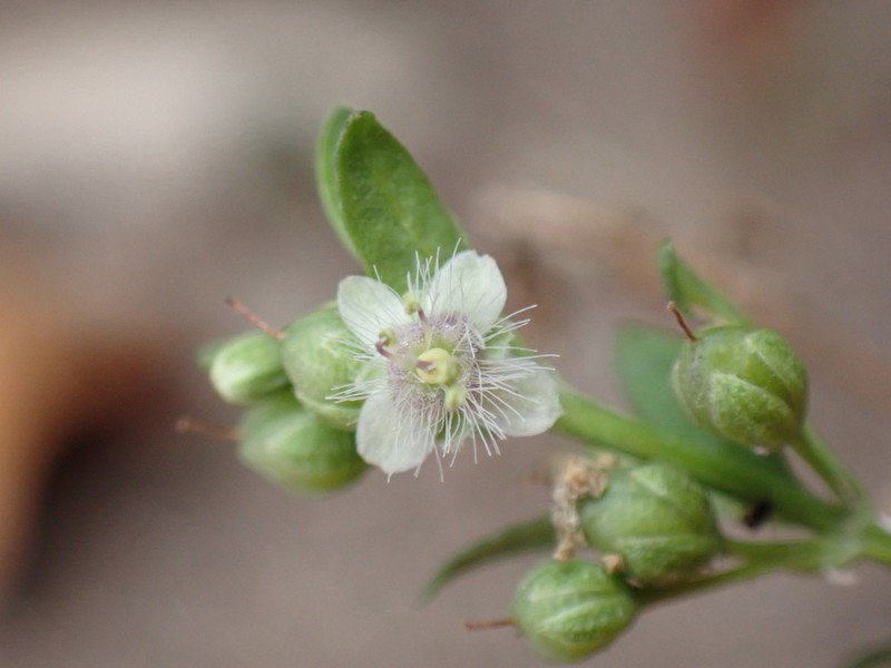 Licorice Weed photo 6