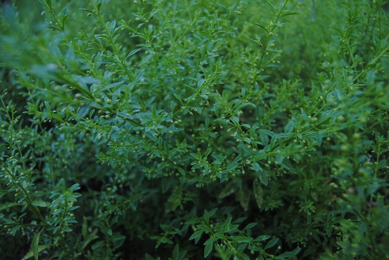 Licorice Weed photo 7