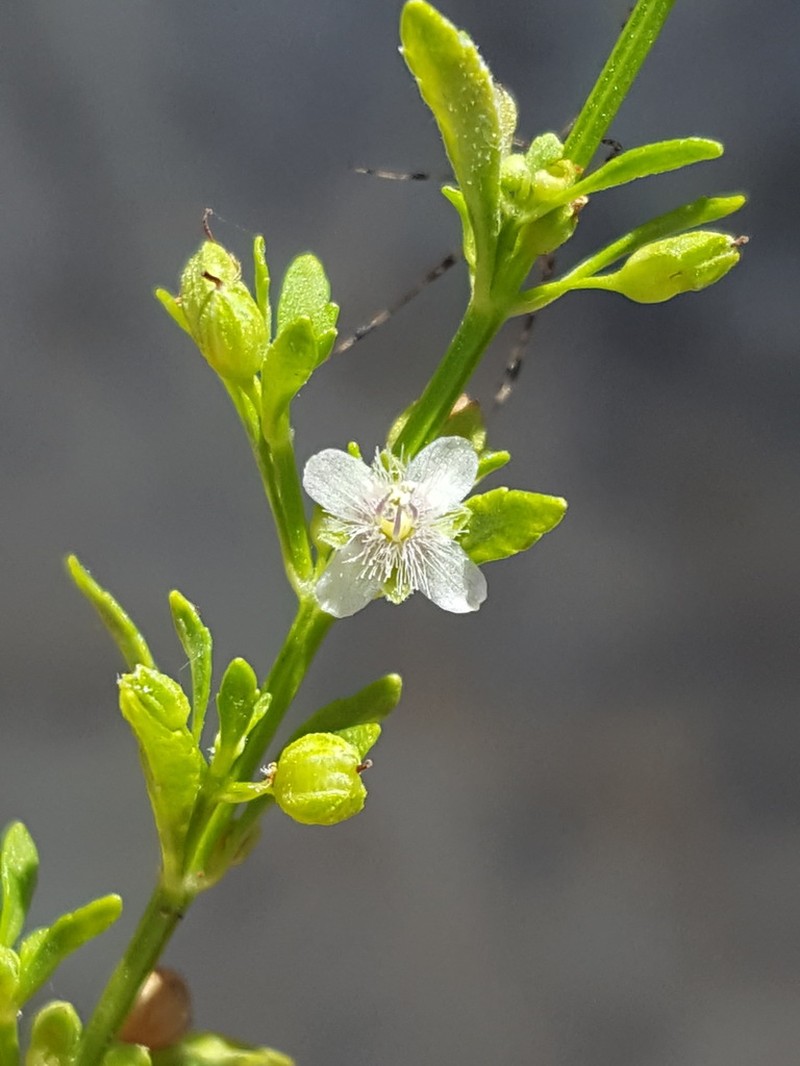 Licorice Weed photo 8