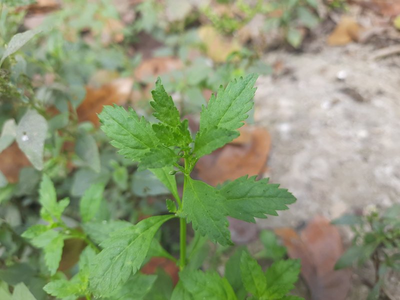 Licorice Weed photo 2