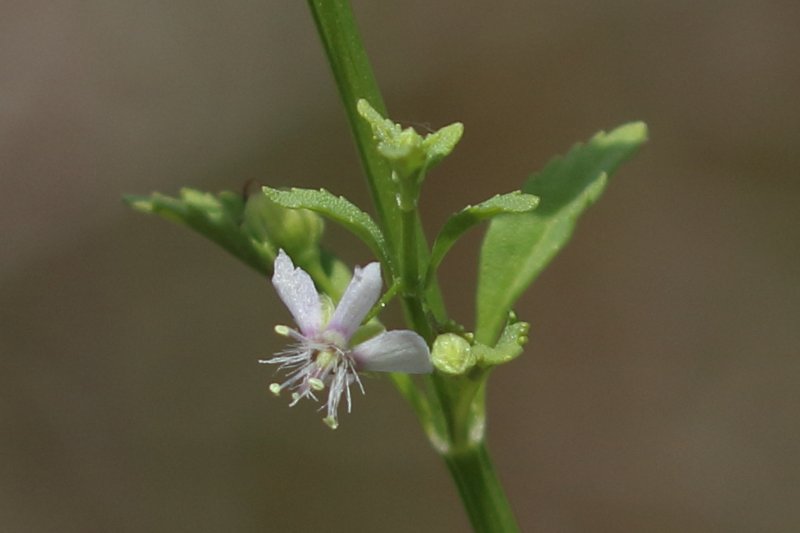 Licorice Weed photo 3