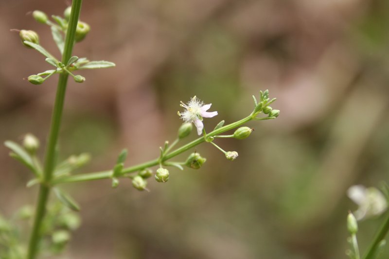 Licorice Weed photo 4