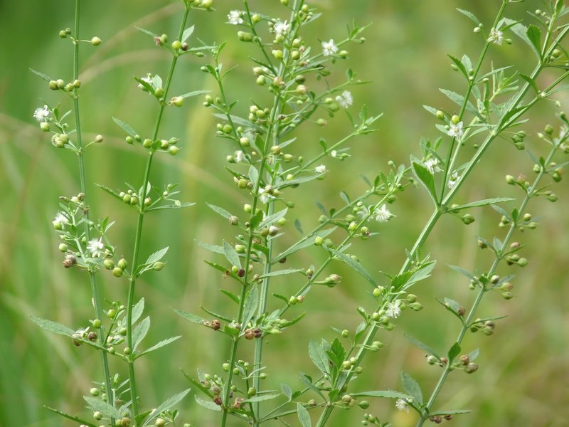 Licorice Weed photo 5