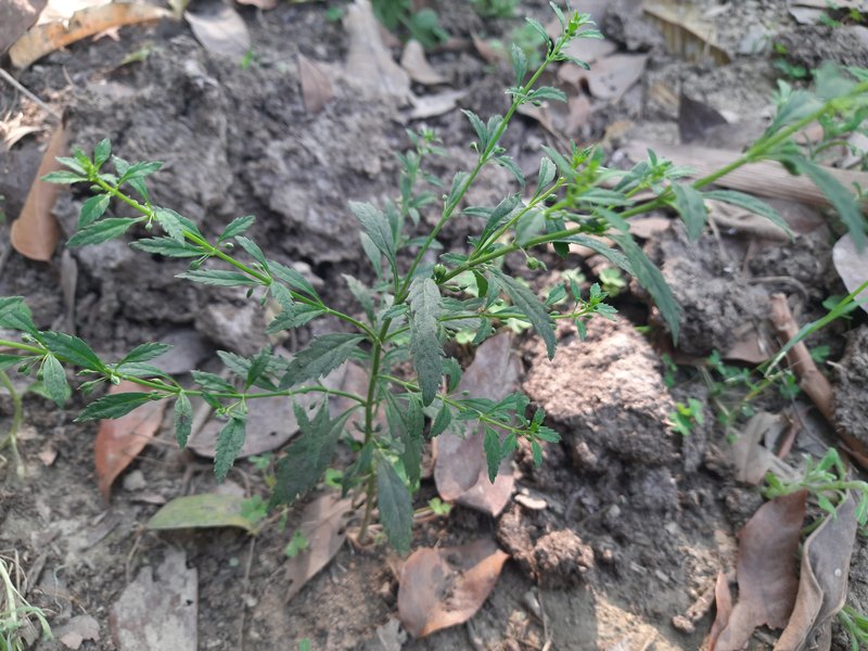 Licorice Weed photo 6