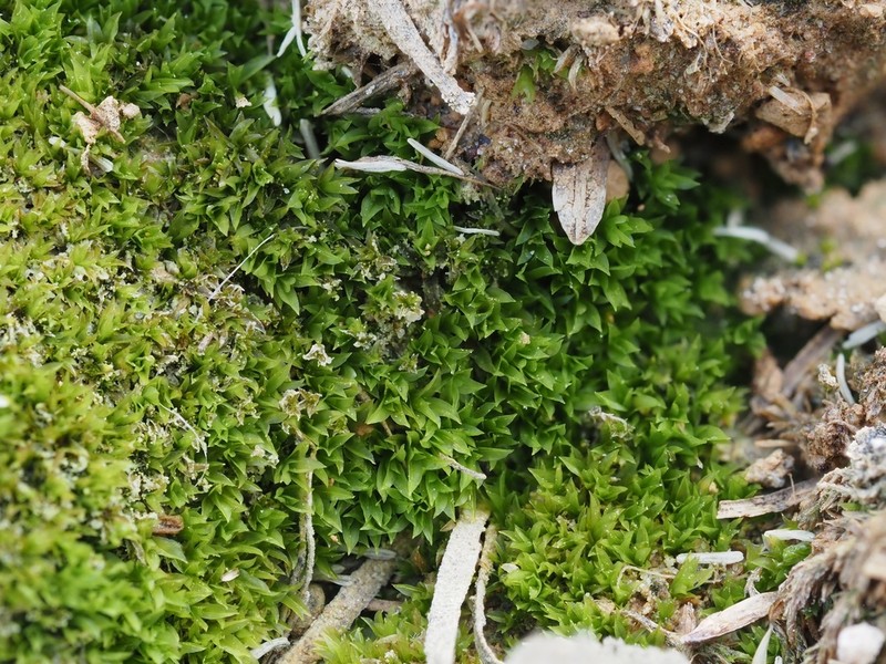 Cataract Scopelophila Moss photo 4